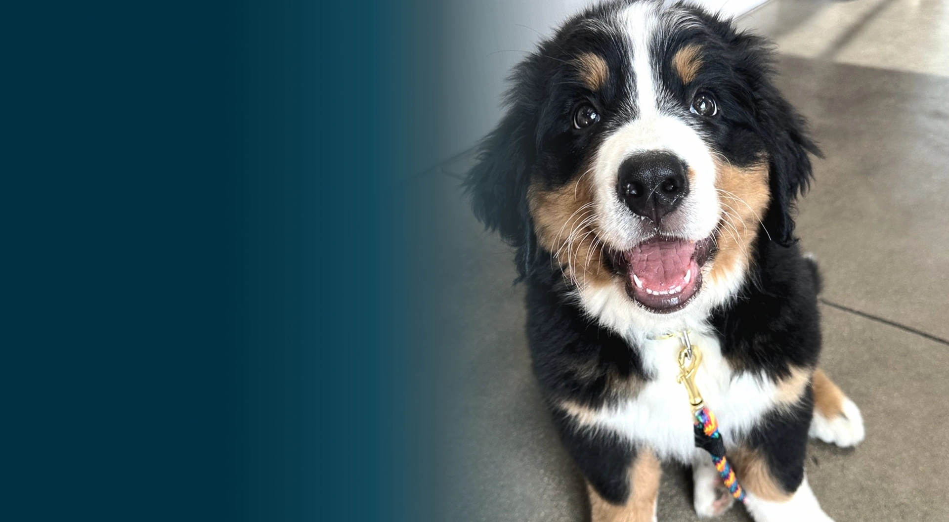 5280 Vet Care Banner