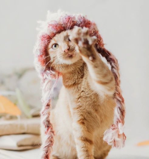 Simple Daily Habits That Protect Your Cat’s Teeth