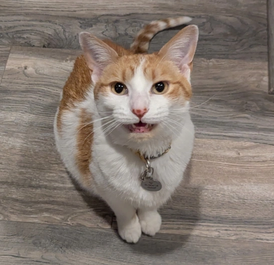 Cat Dental Services