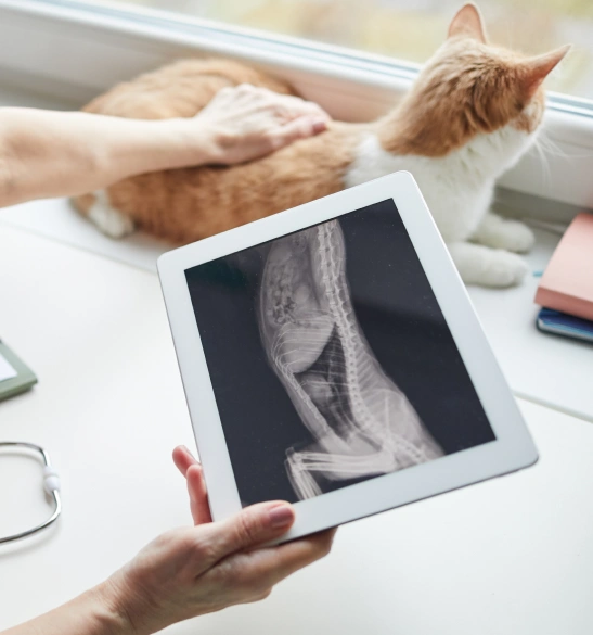 Cat Diagnostic Care