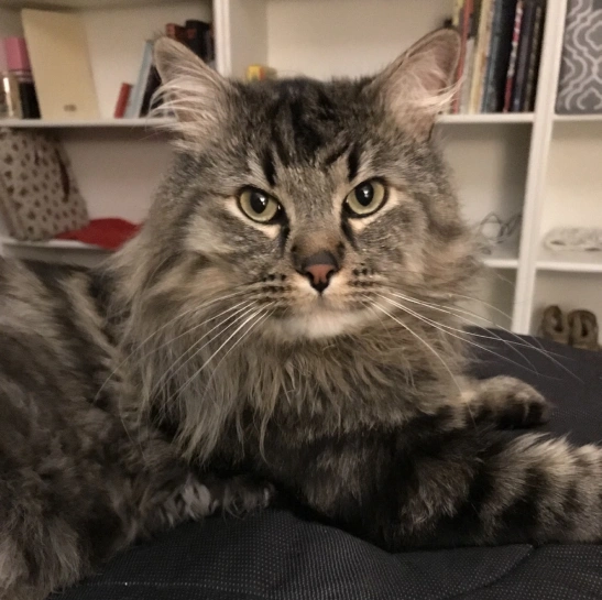 Cat Pain & Arthritis Management