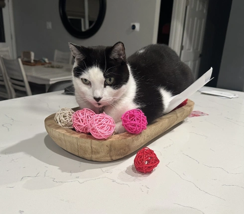 Helping Your Cat Maintain a Healthy Weight