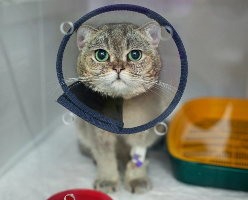 Why Timely Surgical Care Matters for Cats