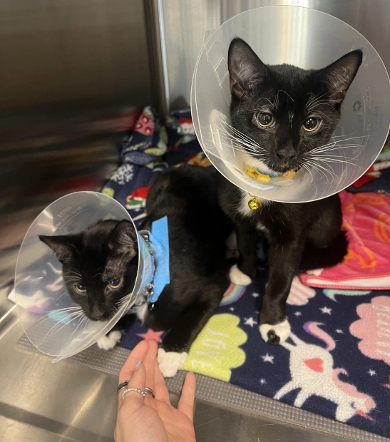 Cat Surgery