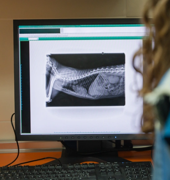 Dog Diagnostic Care