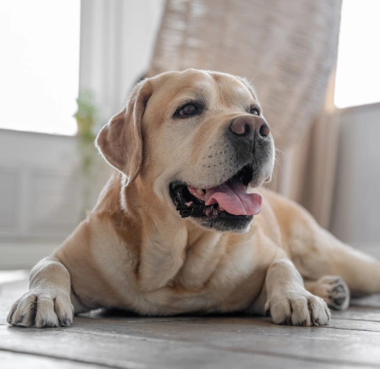 Dog Pain & Arthritis Management