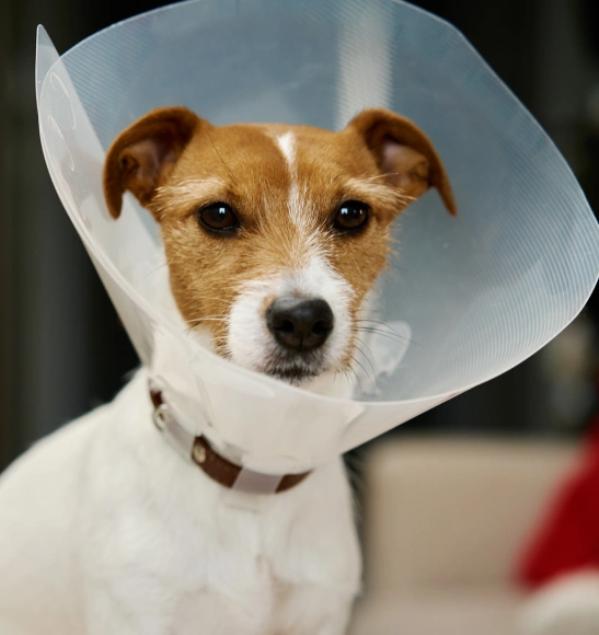 Dog Surgery