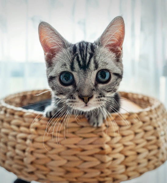 Kitten Care