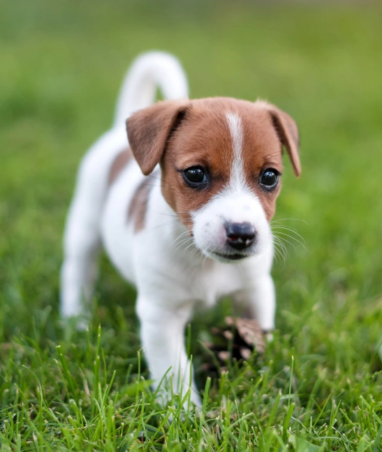 Puppy Care
