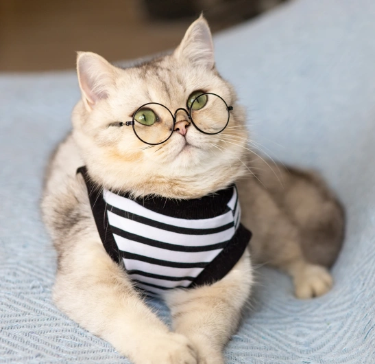 Senior Cat Care