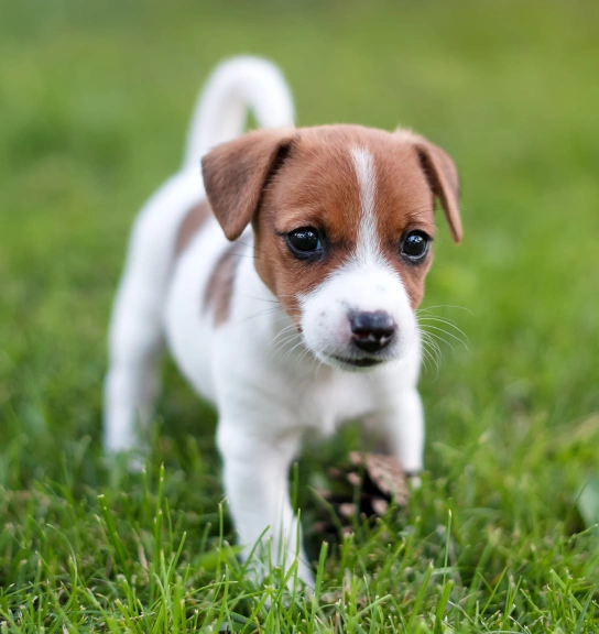 Jack Russell terrier puppy walking on the grass outside Denver, CO urgent pet care